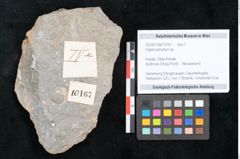 Foto (Objekt + Etikett) von Daphnophyllum sp. (NHMW-GEO-2024-0188-10167)